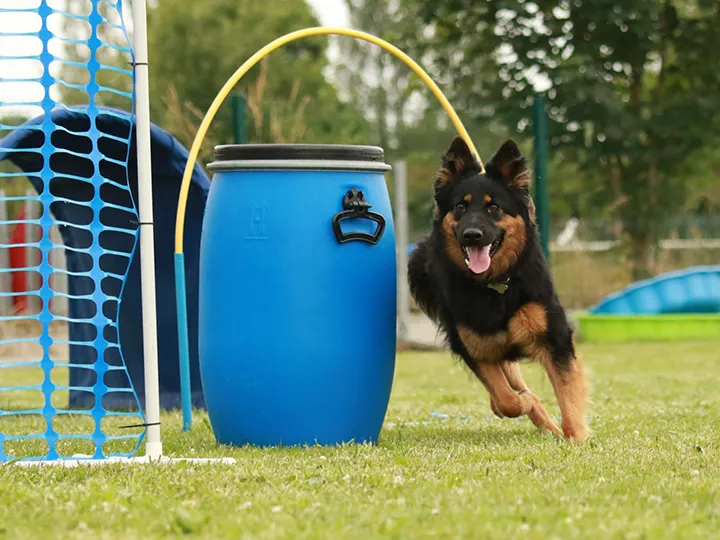 L’activité chez le chien : comment dépenser l’énergie de mon chien pour qu’il soit bien dans ses pattes ?